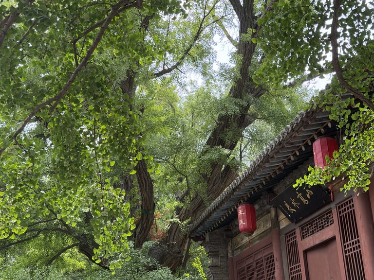 天下晋祠匾额与大古柏红宫灯